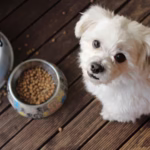 Best Grain Free Dog Foods