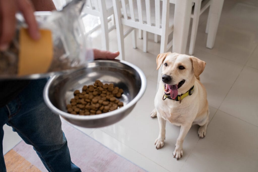 Best affordable wet dog food