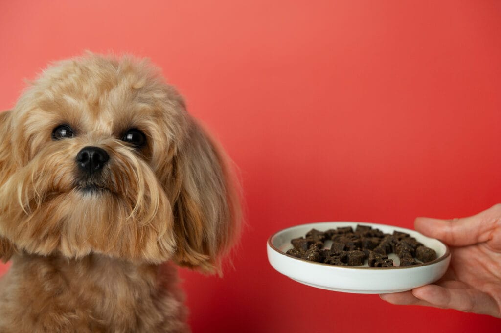 Best dog food for pitbull puppies
